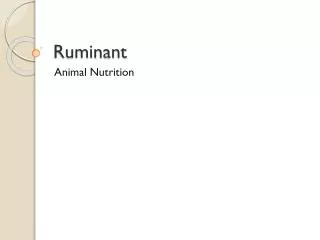 Ruminant