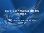 实验十 ＤＮＡ片段从琼脂糖凝胶中的分离 - slide 1