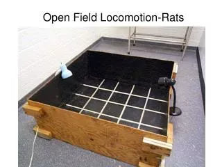 Open Field Locomotion-Rats