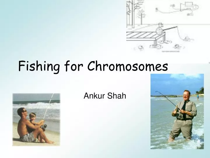 fishing for chromosomes