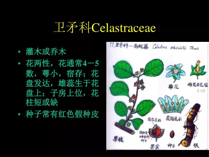 celastraceae