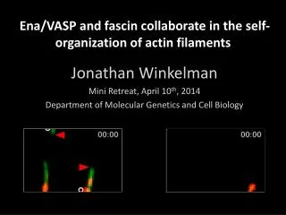 Ena/VASP and fascin collaborate in the self-organization of actin filaments