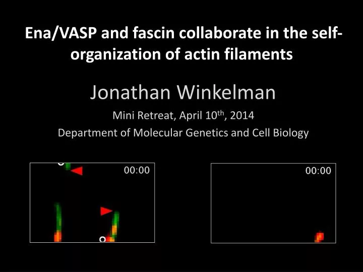 ena vasp and fascin collaborate in the self organization of actin filaments