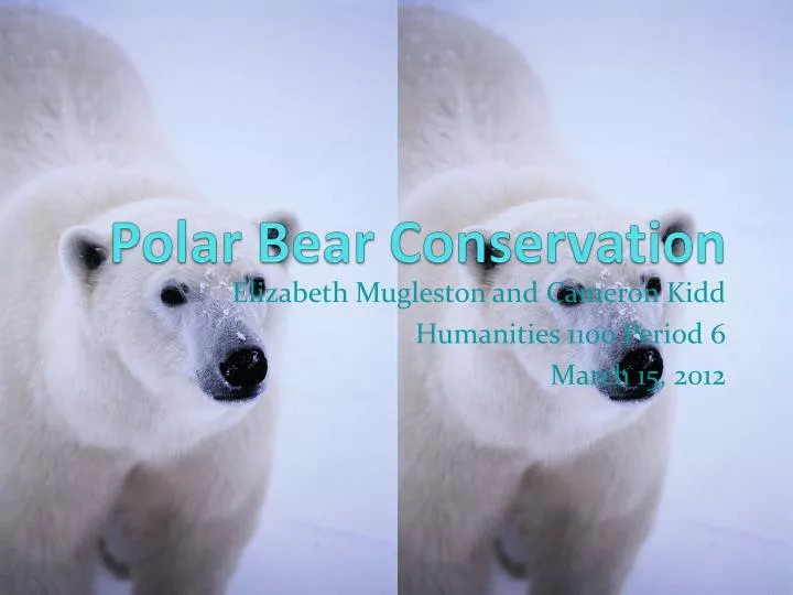 polar bear conservation