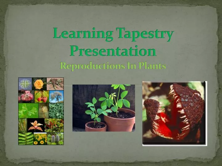 learning tapestry presentation reproductions in plants