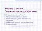 Учение о тканях. Эпителиальные диффероны. - slide 1
