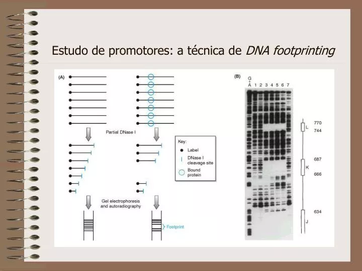 estudo de promotores a t cnica de dna footprinting