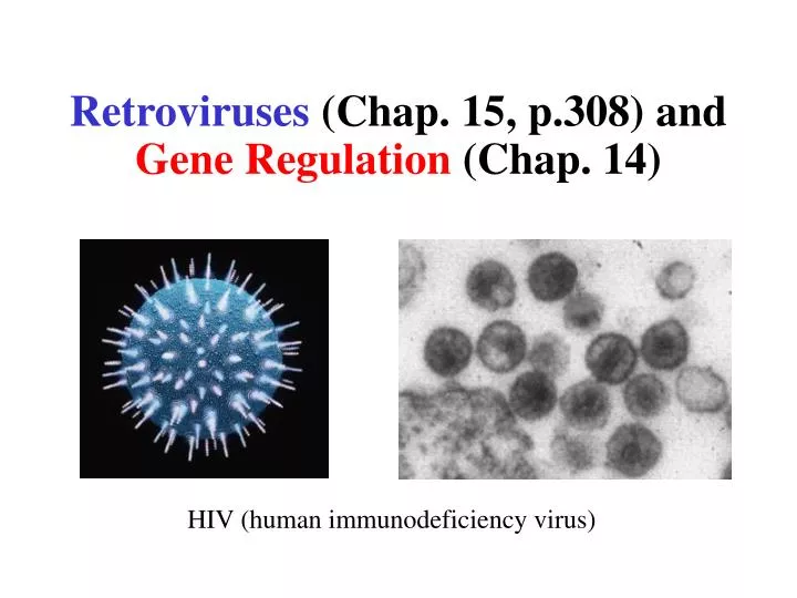 retroviruses chap 15 p 308 and gene regulation chap 14