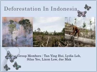 Deforestation In Indonesia