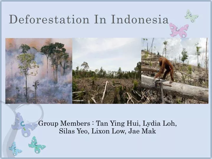 deforestation in indonesia