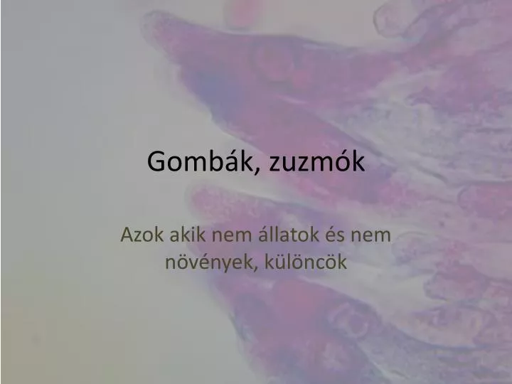 gomb k zuzm k