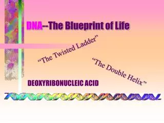DNA --The Blueprint of Life