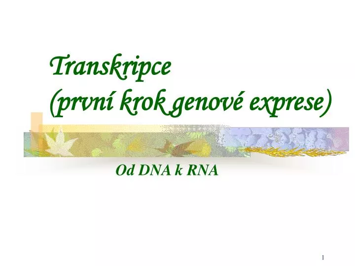 transkripce prvn krok genov exprese