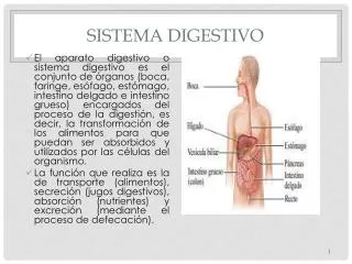 sistema digestivo