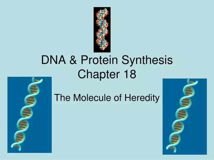 dna protein synthesis chapter 18
