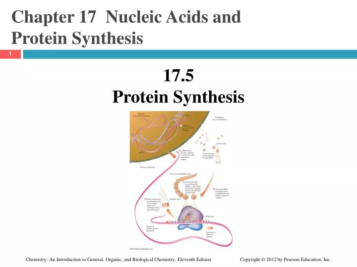 chapter 17 nucleic acids and protein synthesis