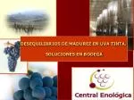 DESEQUILIBRIOS DE MADUREZ EN UVA TINTA. SOLUCIONES EN BODEGA - slide 1