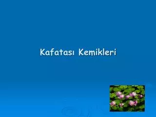 kafatas kemikleri