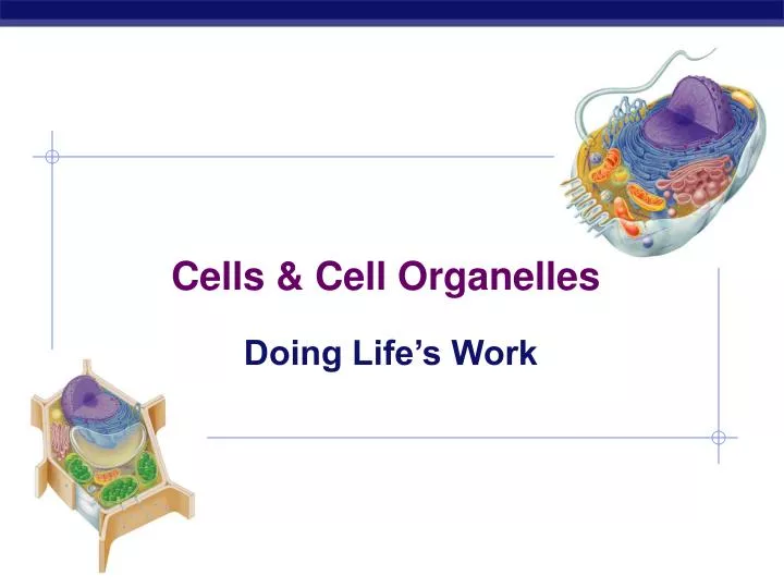 cells cell organelles
