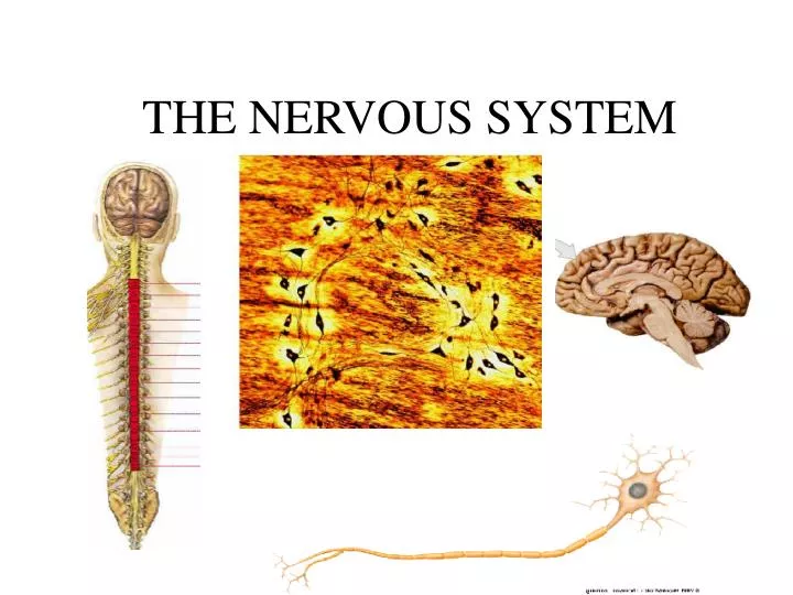 the nervous system