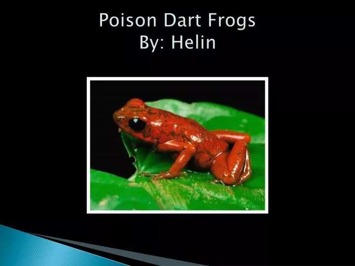 poison dart frogs by helin