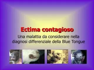 ectima contagioso
