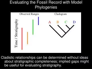 Evaluating the Fossil Record with Model Phylogenies