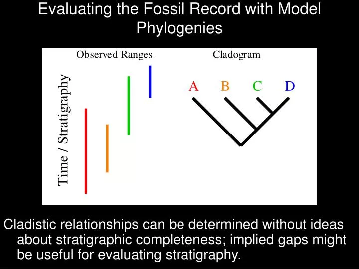 evaluating the fossil record with model phylogenies