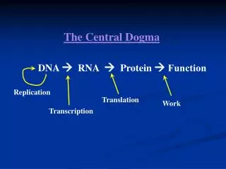 DNA ? RNA ? Protein ? Function