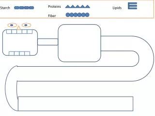 Large Intestine