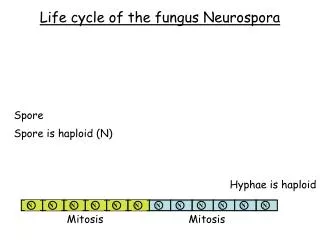 Life cycle of the fungus Neurospora