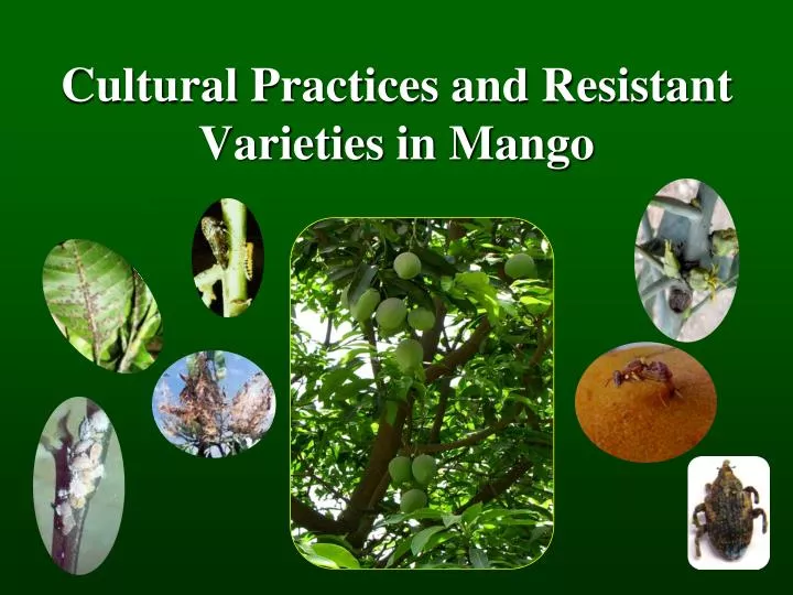 cultural practices and resistant varieties in mango