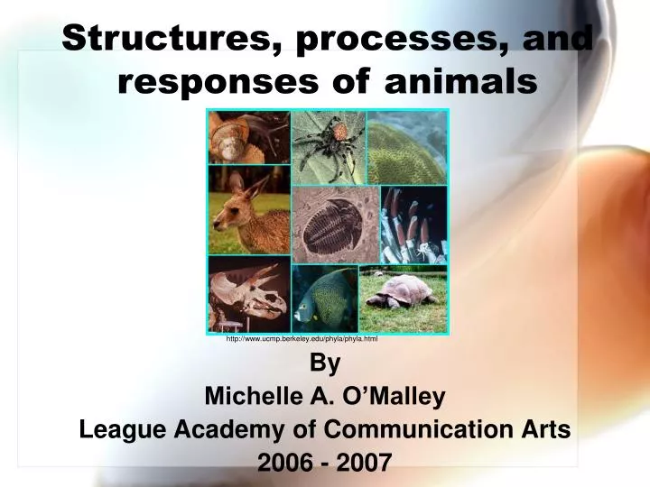 structures processes and responses of animals
