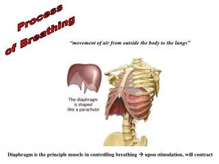 Process of Breathing