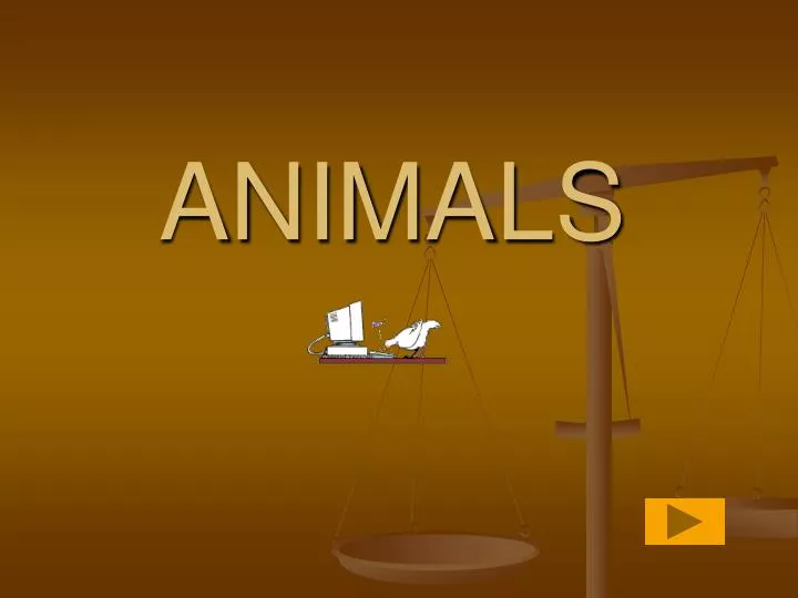 animals