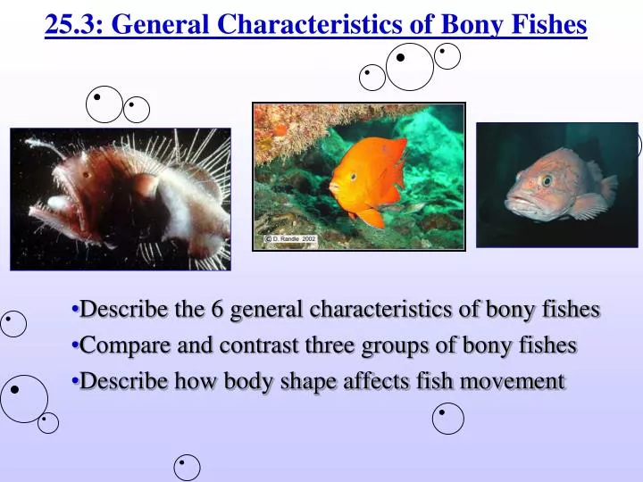 25 3 general characteristics of bony fishes