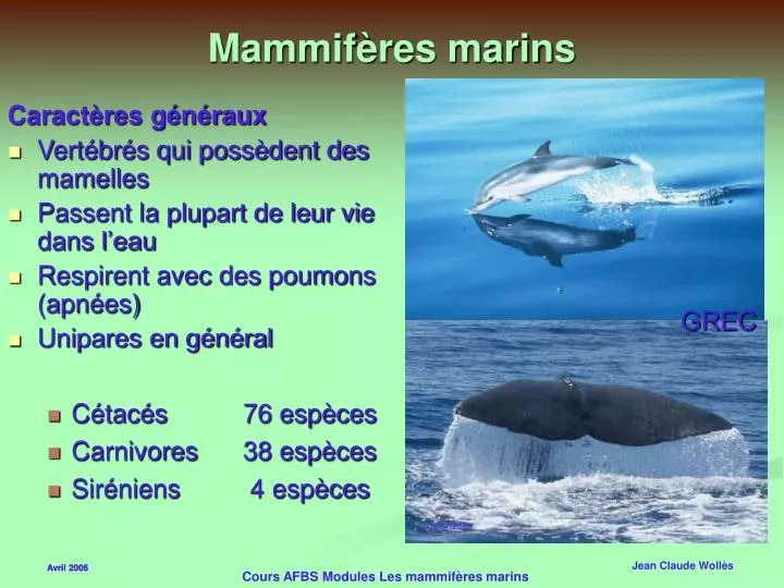 mammif res marins