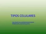 TIPOS CELULARES - slide 1
