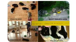 Od roku 2006 jsme našli více než pro nalezené a opuštěné kočky