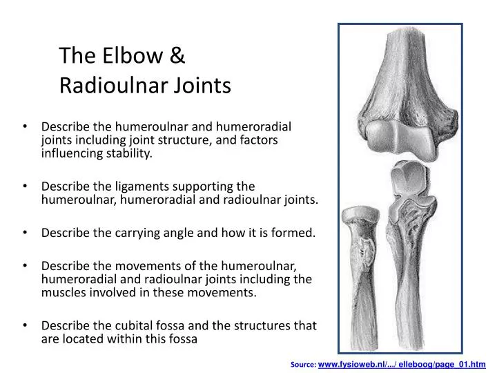 the elbow radioulnar joints