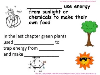 ___________ use energy from sunlight or chemicals to make their own food