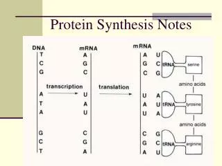 protein synthesis notes
