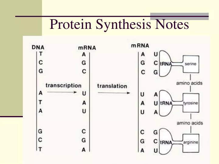 protein synthesis notes