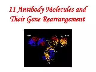 11 Antibody Molecules and Their Gene Rearrangement