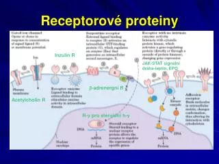 receptorov proteiny
