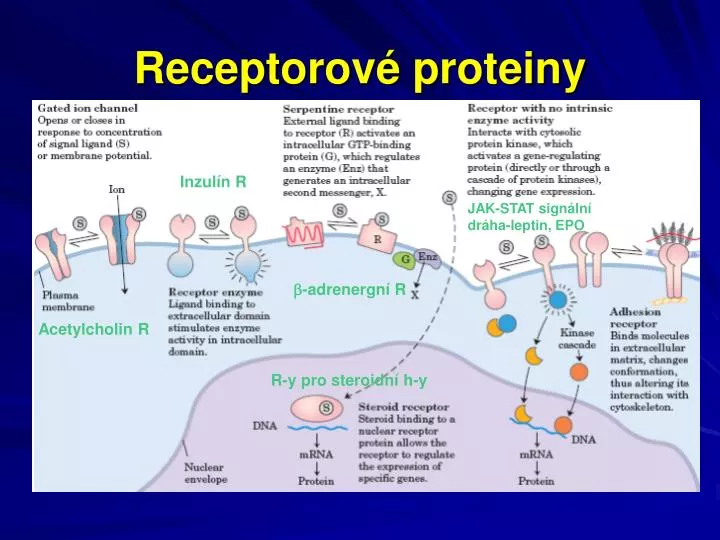 receptorov proteiny