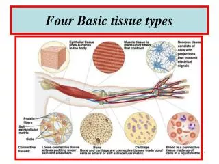 Four Basic tissue types