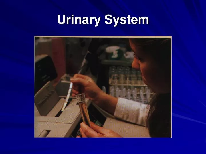 urinary system