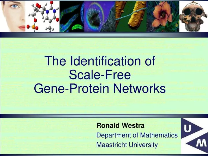 the identification of scale free gene protein networks