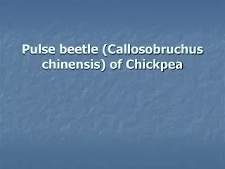 Pulse beetle (Callosobruchus chinensis) of Chickpea